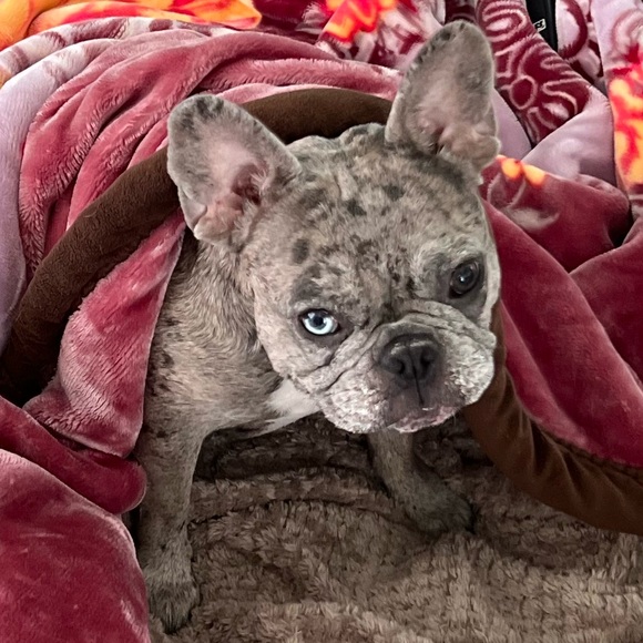 Meet your Posher, Tisha - Picture 2 of 3